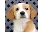 Adopt Kate a Corgi, Beagle