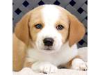 Adopt Chelsey a Corgi, Beagle