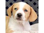 Adopt Natasha a Corgi, Beagle