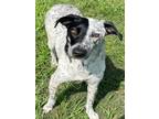 Adopt BUTTERCUP a Pointer, Mixed Breed