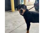 Adopt ESTELLE a Rottweiler, Mixed Breed