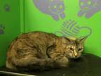 Adopt VICKY a Domestic Short Hair