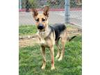 Adopt KELLY a German Shepherd Dog