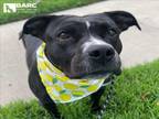 Adopt MONIQUE a Staffordshire Bull Terrier, Mixed Breed