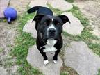 Adopt MONIQUE a Staffordshire Bull Terrier, Mixed Breed