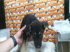 Adopt ZELLA a German Shepherd Dog, Mixed Breed