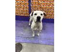 Adopt MIA a Staffordshire Bull Terrier, Mixed Breed
