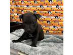 Adopt A1935932 a Staffordshire Bull Terrier, Mixed Breed