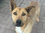 Adopt JANIE a German Shepherd Dog, Mixed Breed