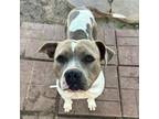 Adopt EUGENIA a Staffordshire Bull Terrier, Mixed Breed