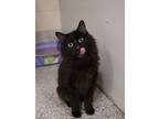 Adopt BROWNIE a Domestic Medium Hair