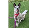 Adopt MABEL a Australian Cattle Dog / Blue Heeler, Mixed Breed