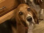 Adopt Daisy a Basset Hound