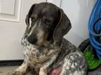 Adopt Little Mama a Basset Hound, Dachshund