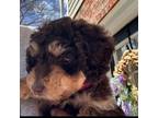 Adopt Rosie a Poodle