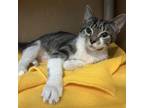 Adopt Cloud a Domestic Short Hair