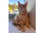 Adopt FROMAGE a Domestic Short Hair