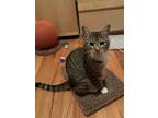 Adopt Koolaid a Domestic Short Hair