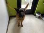 Adopt PRADA a German Shepherd Dog