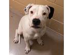 Adopt Penelope a Pit Bull Terrier, Mixed Breed