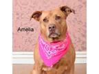 Adopt Amelia a Mixed Breed