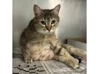 Adopt Pinky a Domestic Short Hair