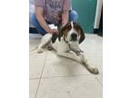 Adopt Stella a Treeing Walker Coonhound