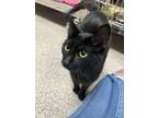 Adopt Lila a Domestic Short Hair