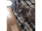 Adopt KIARA a Domestic Long Hair