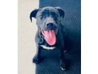 Adopt Trixi a Pit Bull Terrier, Cane Corso