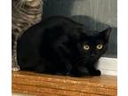 Adopt Violet Nightingale a Domestic Short Hair
