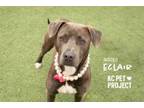 Adopt Eclair a Pit Bull Terrier, Mixed Breed