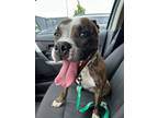 Adopt Kimchi a Pit Bull Terrier, Mixed Breed