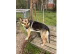 Adopt Evangeline a German Shepherd Dog