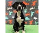 Adopt Wheeler a Hound, Labrador Retriever