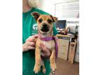 Adopt Topaz a Terrier, Mixed Breed