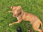 Adopt GIRLY POP a American Staffordshire Terrier, Mixed Breed