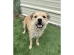 Adopt Piper a Cairn Terrier