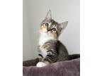 Adopt WILLOW a Tabby