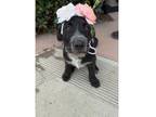Adopt Maddi pup: Elizabeth a Terrier
