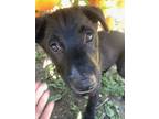 Adopt Maddi pup: Felicia a Terrier