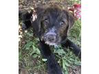 Adopt Maddi pup: Victoria a Terrier