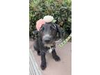 Adopt Maddi pup: Victoria a Terrier