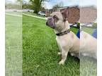 French Bulldog PUPPY FOR SALE ADN-782318 - Akc male French bulldog
