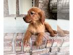 Golden Retriever PUPPY FOR SALE ADN-782360 - Golden Retriever Puppy