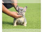 French Bulldog PUPPY FOR SALE ADN-782365 - Gorgeous French bulldog puppies