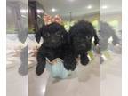 Maltese-Poodle (Toy) Mix PUPPY FOR SALE ADN-782368 - Small and beautiful male