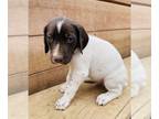 German Shorthaired Pointer PUPPY FOR SALE ADN-782372 - German Shorthair Male Pup