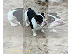 Bulldog PUPPY FOR SALE ADN-782376 - Max 1 yeaR OLD ENGLISH BULLDOG