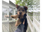 Yorkshire Terrier PUPPY FOR SALE ADN-782380 - Vivacious Yorkie Puppy